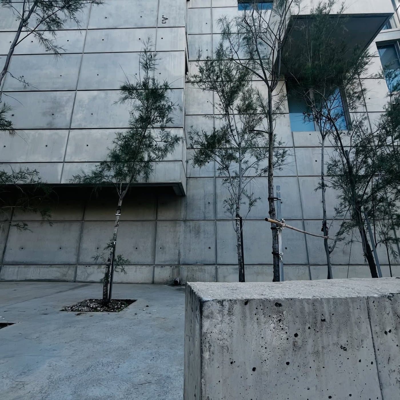 חצר פנימית בבניין בטון עם עצים צעירים נתמכים במקלות, קירות בטון גלויים