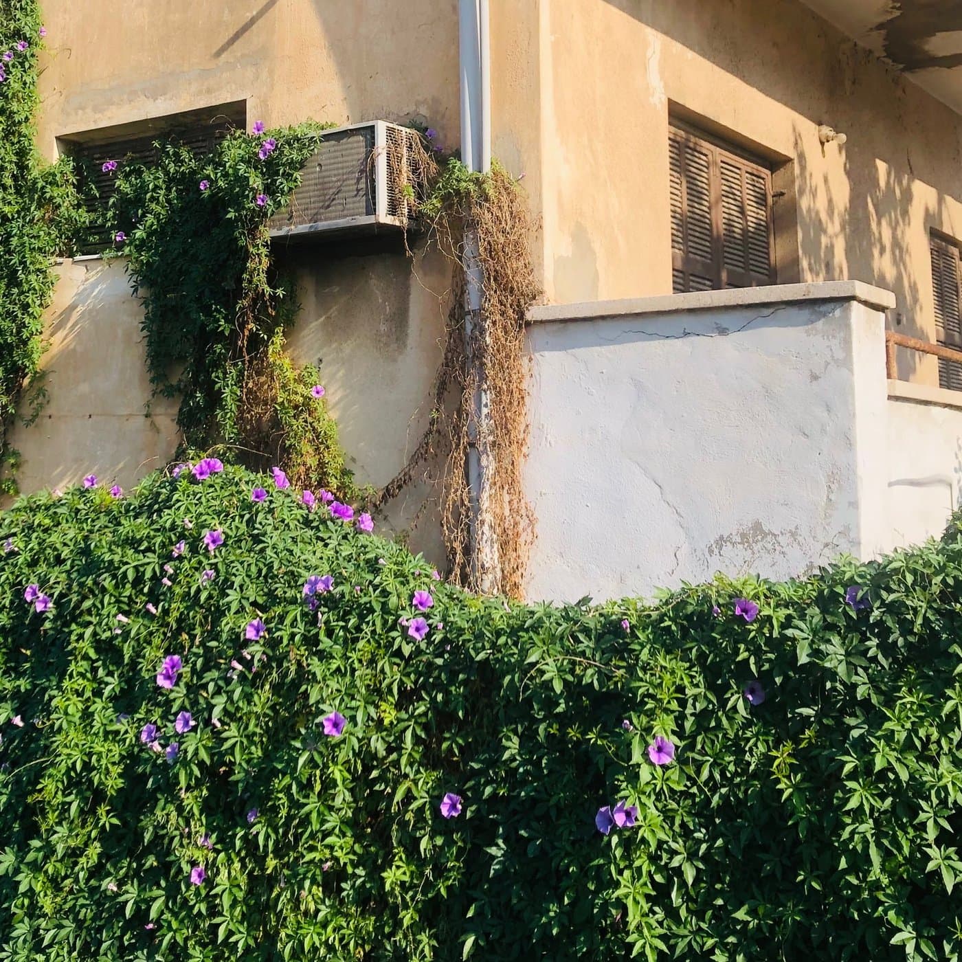 קיר בניין בגוון חמרה עם מזגן ישן מכוסה קנוקנות, שלט מספר 71, גדר שיחים פורחת בפרחי חצוצרה סגולים
