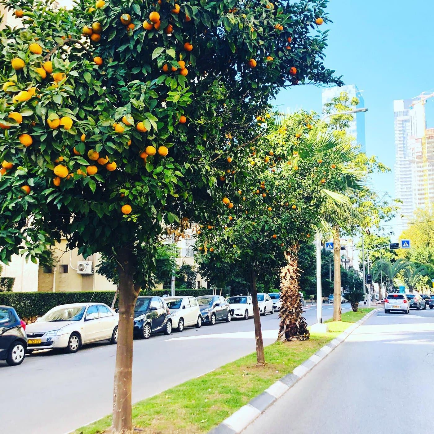 עצי הדר עמוסי פרי כתום לאורך רחוב עירוני, דקלים, מכוניות חונות ומגדלים בבנייה ברקע