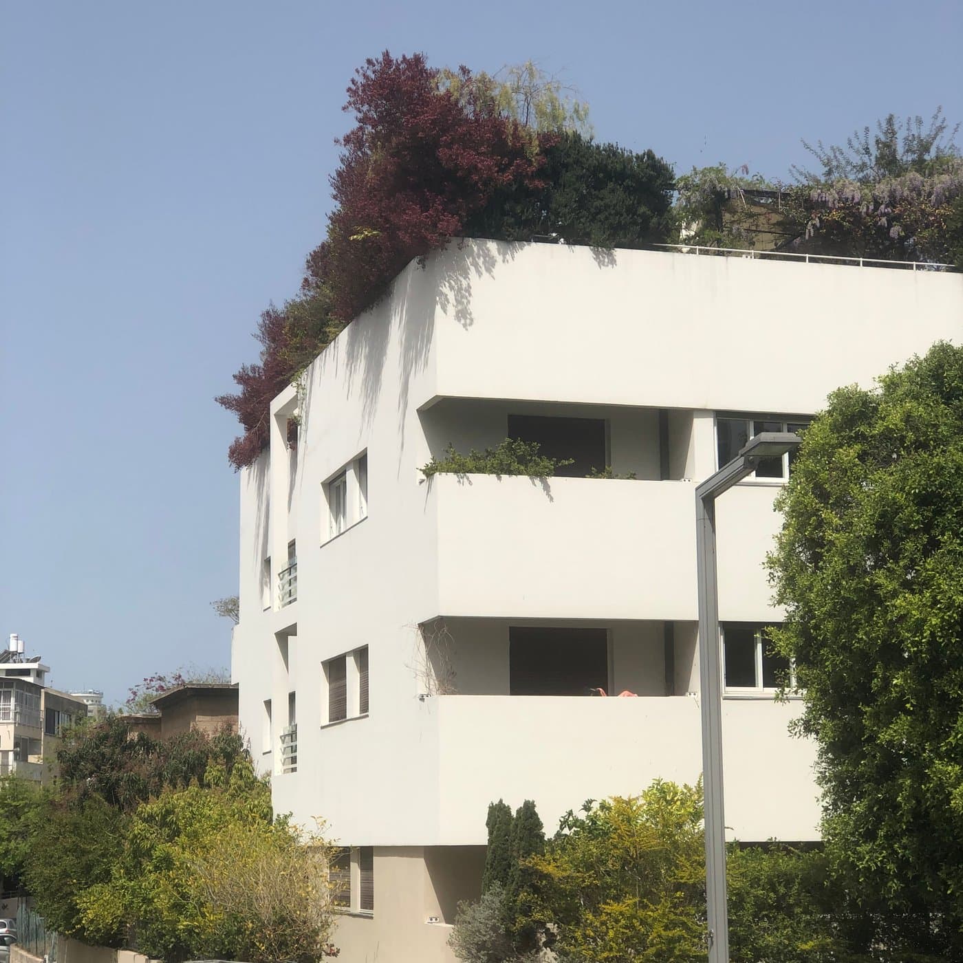 בניין מודרניסטי לבן עם רצועות חלונות ומרפסות שקועות, מטפס פורח סגול ועץ בעלים אדמדמים לצדו