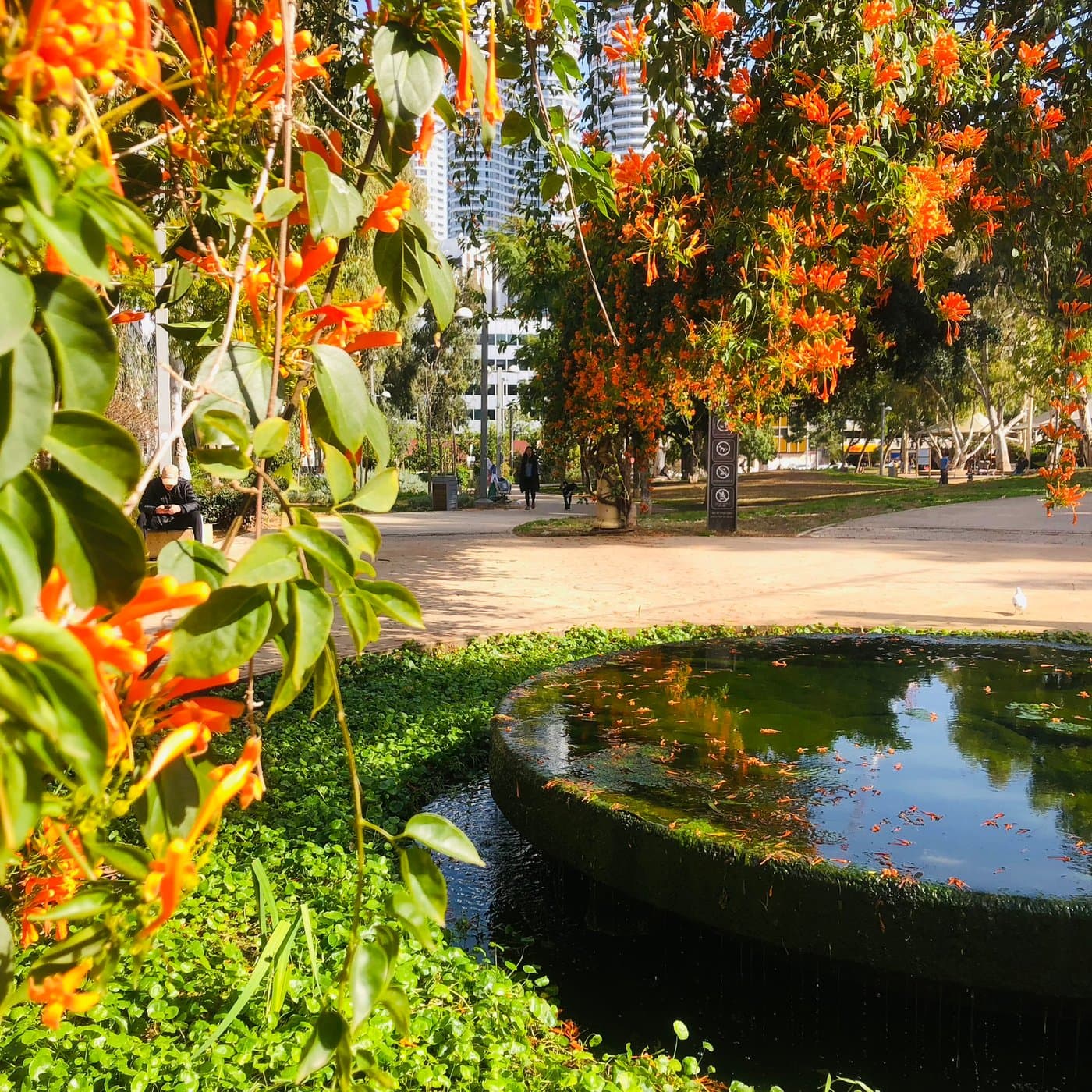 גן קריית ספר, ענפי מטפס פורח בכתום מעל בריכת נוי עם עלי כותרת צפים, עוברי אורח בשביל ומגדל לבן ברקע