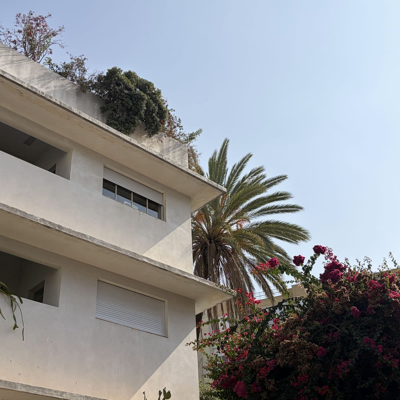 מרפסות ארוכות ושקועות בבניין לבן בסגנון הבינלאומי, צמחייה על הגג ובוגנוויליה אדומה