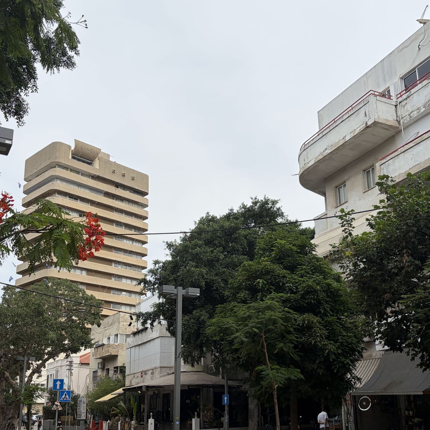 מצודת זאב, מגדל בטון בגוון חול עם מרפסות היקפיות, מבט מהמלך ג'ורג' מבעד לפריחה כתומה של עץ פרג
