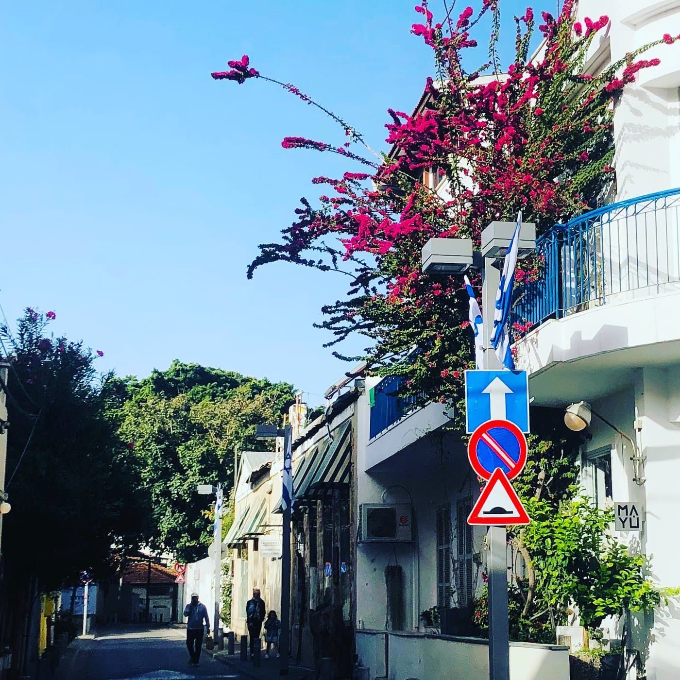 רחוב עם עץ בוגונוויליה אדום פורח ומרפסת בעלת מעקה כחול, שלטי תנועה ושלט 'MAYU' על בניין לבן